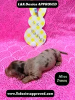 Miss Tabor , a female Miniature Dachshund for sale in Arapahoe, CO – Photo 2 of 8