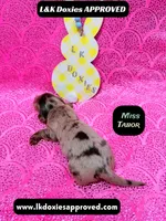 Miss Tabor , a female Miniature Dachshund for sale in Arapahoe, CO – Photo 8 of 8