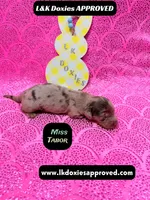 Miss Tabor , a female Miniature Dachshund for sale in Arapahoe, CO – Photo 7 of 8