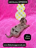 Miss Tabor , a female Miniature Dachshund for sale in Arapahoe, CO – Photo 3 of 8