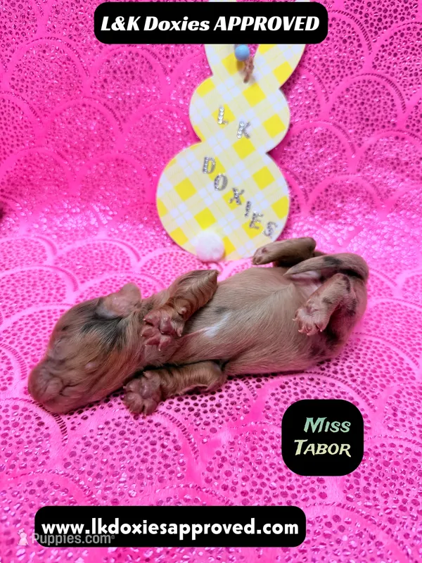 Miss Tabor  – Miniature Dachshund puppy for sale in Arapahoe, CO