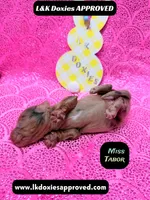 Miss Tabor , a female Miniature Dachshund for sale in Arapahoe, CO – Photo 1 of 8