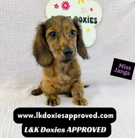 Miss Janga LH, a female Miniature Dachshund for sale in Arapahoe, CO – 3 of 10