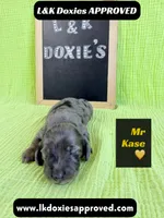 Mr Kase 785-821-1920 🩵, a male Miniature Dachshund for sale in Arapahoe, CO – 4 of 10
