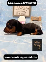 Miss Song 785-821-1920, a female Miniature Dachshund for sale in Arapahoe, CO – 9 of 10