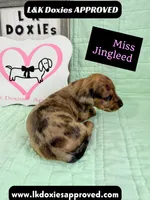 Miss Jingleed 785-821-1920 SH, a female Miniature Dachshund for sale in Arapahoe, CO – 3 of 10