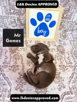 Mr Gomez SH , a male Miniature Dachshund for sale in Arapahoe, CO – 5 of 10
