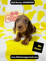 Mr Kona LH  785-821-1920, a female Miniature Dachshund for sale in Arapahoe, CO – 9 of 10