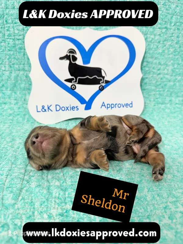 Mr Sheldon 785-821-1920 – Miniature Dachshund puppy for sale in Arapahoe, CO