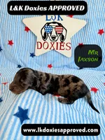 Mr Jaxson, a male Miniature Dachshund for sale in Arapahoe, CO – 8 of 10