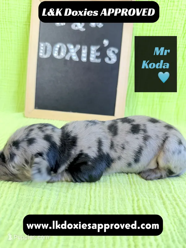 Mr Koda  785-821-1920 – Miniature Dachshund puppy for sale in Arapahoe, CO