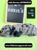 Mr Koda  785-821-1920, a male Miniature Dachshund for sale in Arapahoe, CO – 1 of 9