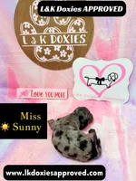 Miss Sunny ☀️ Dapple, a female Miniature Dachshund for sale in Arapahoe, CO – 9 of 10