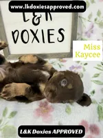Miss Kaycee 785-821-1920, a female Miniature Dachshund for sale in Arapahoe, CO – 10 of 10