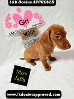 Miss Jaffa , a female Miniature Dachshund for sale in Arapahoe, CO – 2 of 10