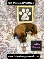 Miss Gerdi SH NO Dapple genes, a female Miniature Dachshund for sale in Arapahoe, CO – 4 of 10