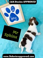 Mr Sphynx 795-821-1920 LH, a male Miniature Dachshund for sale in Arapahoe, CO – 4 of 10