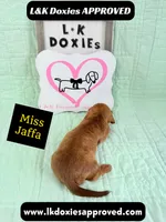 Miss Jaffa 785-821-1920 SH, a female Miniature Dachshund for sale in Arapahoe, CO – 7 of 10
