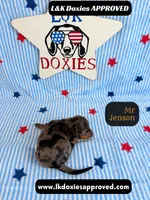 Mr Jenson, a male Miniature Dachshund for sale in Arapahoe, CO – 10 of 10