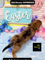 Mr Grover Dapple , a male Miniature Dachshund for sale in Arapahoe, CO – Photo 5 of 6