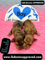 Mr Grover Dapple , a male Miniature Dachshund for sale in Arapahoe, CO – Photo 4 of 10