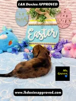 Mr Grover Dapple , a male Miniature Dachshund for sale in Arapahoe, CO – Photo 6 of 6