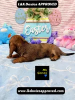 Mr Grover Dapple , a male Miniature Dachshund for sale in Arapahoe, CO – Photo 4 of 6