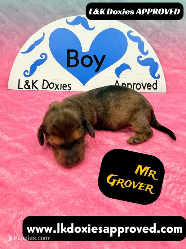 Mr Grover Dapple , a male Miniature Dachshund for sale in Arapahoe, CO – Photo 1 of 10