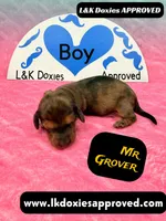 Mr Grover Dapple , a male Miniature Dachshund for sale in Arapahoe, CO – Photo 1 of 10