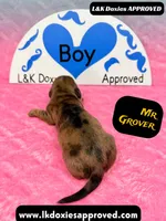 Mr Grover Dapple , a male Miniature Dachshund for sale in Arapahoe, CO – Photo 3 of 10