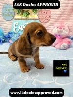 Mr Grover Dapple , a male Miniature Dachshund for sale in Arapahoe, CO – Photo 3 of 6