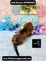 Mr Grover Dapple , a male Miniature Dachshund for sale in Arapahoe, CO – Photo 2 of 6