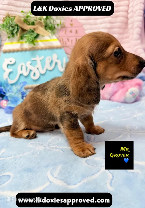 Mr Grover Dapple  – Miniature Dachshund puppy for sale in Arapahoe, CO