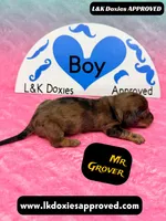 Mr Grover Dapple , a male Miniature Dachshund for sale in Arapahoe, CO – Photo 6 of 10