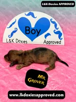 Mr Grover Dapple , a male Miniature Dachshund for sale in Arapahoe, CO – Photo 7 of 10