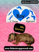 Mr Grover Dapple , a male Miniature Dachshund for sale in Arapahoe, CO – Photo 8 of 10