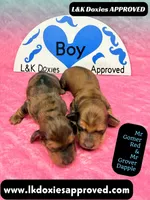 Mr Grover Dapple , a male Miniature Dachshund for sale in Arapahoe, CO – Photo 5 of 10