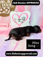 Miss Song, a female Miniature Dachshund for sale in Arapahoe, CO – 5 of 10