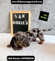 Mr Koda  785-821-1920 SH, a male Miniature Dachshund for sale in Arapahoe, CO – 9 of 10