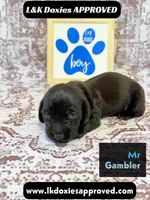 Mr Gambler SH , a male Miniature Dachshund for sale in Arapahoe, CO – 2 of 10