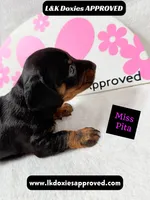 Miss Pita call 785-821-1920, a female Miniature Dachshund for sale in Arapahoe, CO – 6 of 10