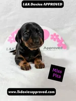 Miss Pita call 785-821-1920, a female Miniature Dachshund for sale in Arapahoe, CO – 2 of 10