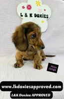 Miss Janga LH, a female Miniature Dachshund for sale in Arapahoe, CO – 2 of 10