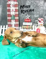 Miss Ryeah 785-821-1920, a female Dachshund for sale in Arapahoe, CO – 4 of 10