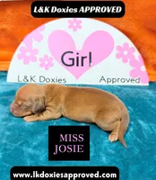 Miss Josie , a female Miniature Dachshund for sale in Arapahoe, CO – Photo 6 of 10