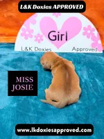 Miss Josie , a female Miniature Dachshund for sale in Arapahoe, CO – Photo 7 of 10