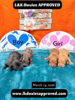 Miss Josie , a female Miniature Dachshund for sale in Arapahoe, CO – Photo 8 of 10