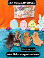 Miss Josie , a female Miniature Dachshund for sale in Arapahoe, CO – Photo 10 of 10