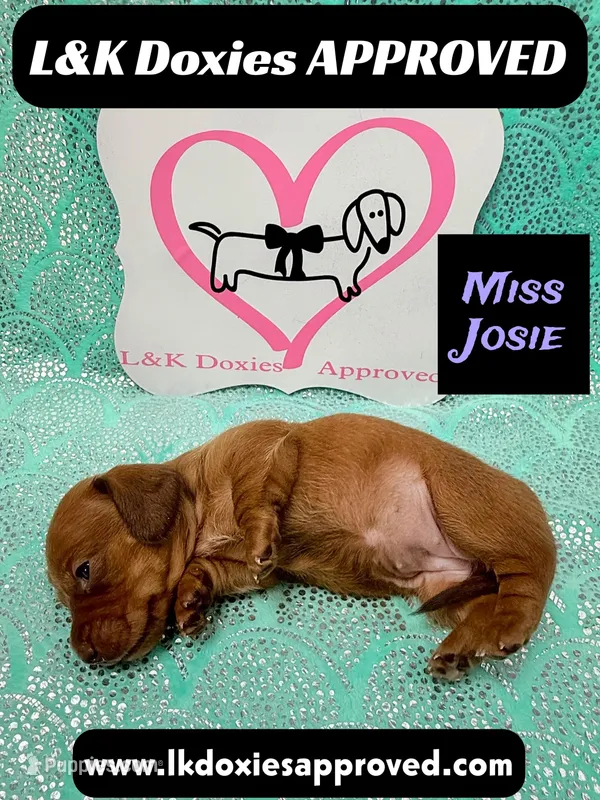 Miss Josie  – Miniature Dachshund puppy for sale in Arapahoe, CO