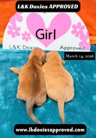 Miss Josie , a female Miniature Dachshund for sale in Arapahoe, CO – Photo 9 of 10